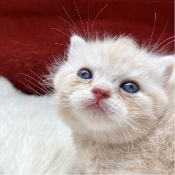 マンチカン(短足)【北海道・女の子・2025年9月25日・クリーム&ホワイト(ショート)】の写真「超短足のブリティプリンセス👸💖」