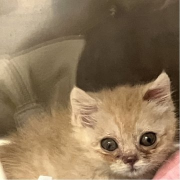 マンチカン(短足)【北海道・女の子・2025年9月25日・クリーム&ホワイト（セミロング）】の写真「くりくりお目目が可愛い超短足の甘えん坊♥️」