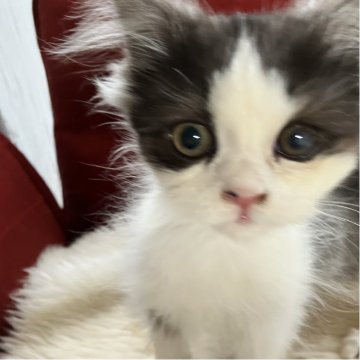 ミヌエット(長足)【北海道・男の子・2025年8月12日・ブラック&ホワイト(ロング)】の写真「超イケメンくん✨✨元気いっぱいの甘えん坊です💕」