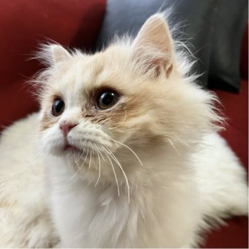 ミヌエット(長足)【北海道・男の子・2025年8月12日・クリーム&ホワイト ポインテッドブラウン（ふさふさロングヘア）】の写真「くりくりお目目👀がチャーミング💖ふわふわロング」