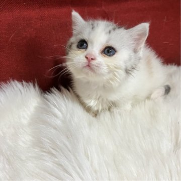 マンチカン【北海道・女の子・2025年5月12日・ダイリュートキャリコ（セミロング）】の写真「とっても美しいお顔の超短足美少女ちゃん💕」