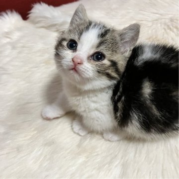 マンチカン(短足)【北海道・女の子・2025年11月12日・ブラック&ホワイトマッカーレルタビー・ブラウン（セミロング）】の写真「超短足のまん丸美少女 プリンセス👑💍💖」