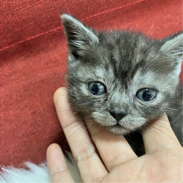 マンチカン【北海道・男の子・2025年5月11日・ブラウン&ブラックタビー（セミロング）】の写真「お値下げ⭕よちよち歩きの超イケメンベビーにゃん❣️」
