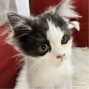 ミヌエット(長足)【北海道・男の子・2025年8月12日・ブラック&ホワイト（ロング）】の写真「超イケメンくん✨✨元気いっぱいの甘えん坊です💕」