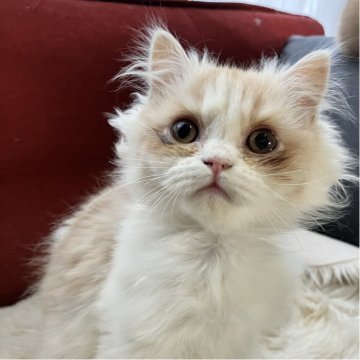 ミヌエット【北海道・男の子・2025年8月12日・クリーム&ホワイト ポインテッドブラウン（ふさふさロングヘア）】の写真「切れ長お目目👀がチャーミング💖ふわふわロング」