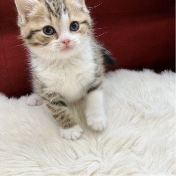 マンチカン(長足)【北海道・女の子・2025年11月12日・ダイリュートキャリコ（セミロング）】の写真「可愛らしさ抜群❣️人懐っこいベビーにゃん🐱🎀」