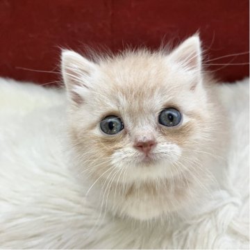 マンチカン(短足)【北海道・女の子・2025年9月25日・クリーム&ホワイト（セミロング）】の写真「くりくりお目目が可愛い超短足の甘えん坊♥️」