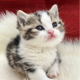 マンチカン(短足)