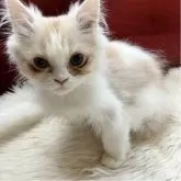 ミヌエット(長足)