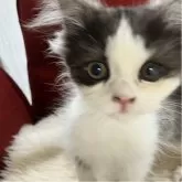 ミヌエット(長足)