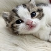 マンチカン(長足)