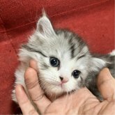 マンチカン(長足)