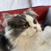 ミヌエット(長足)