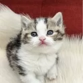 マンチカン(短足)