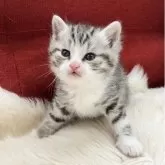 マンチカン(長足)