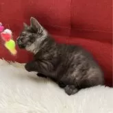 マンチカン(短足)【北海道・女の子・2025年5月11日・ダークブラウン&ブラックスモーク】の写真4「よちよち、お尻ぷりぷり歩きがとても可愛らしいです✨️」