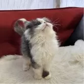 ミヌエット(長足)【北海道・男の子・2025年8月12日・ブラック&ホワイト】の写真4「ブラック＆ホワイトのふわもこ君。お色や毛量のバランスがとても良い被毛です❣️」