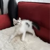 マンチカン(長足)【北海道・男の子・2025年5月12日・ホワイト&ブラックポインテッドブラウン】の写真5「活動的な性格♡♡好奇心旺盛です💖」