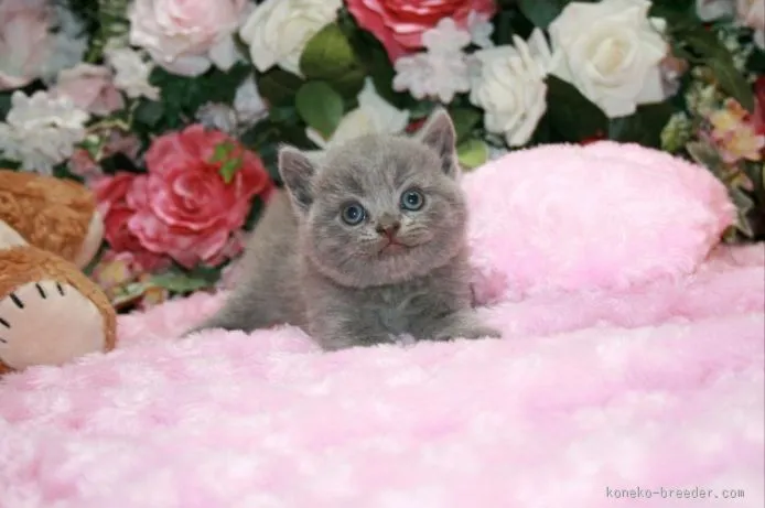 ID：1507-00463の子猫