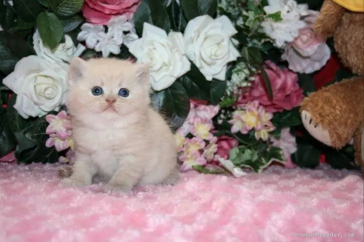 ID：1702-00237の子猫