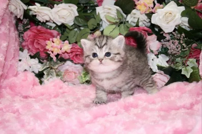 ID:1501-00216の子猫