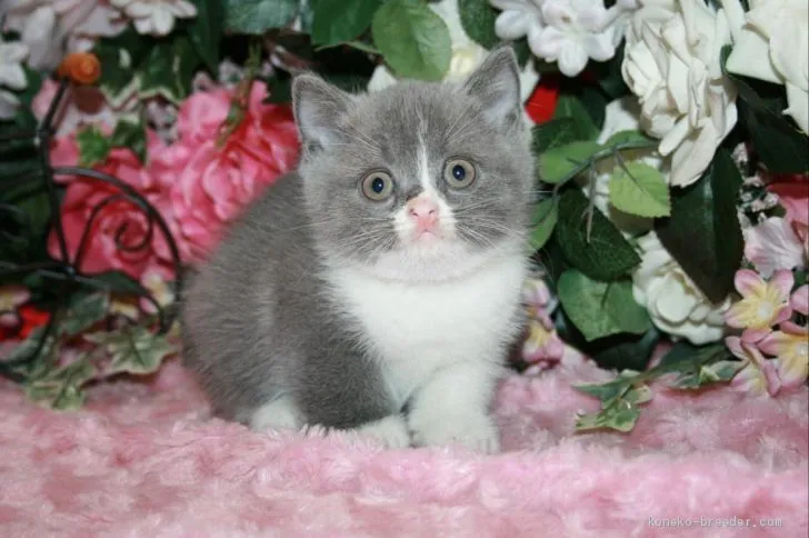 ID：1910-01600の子猫