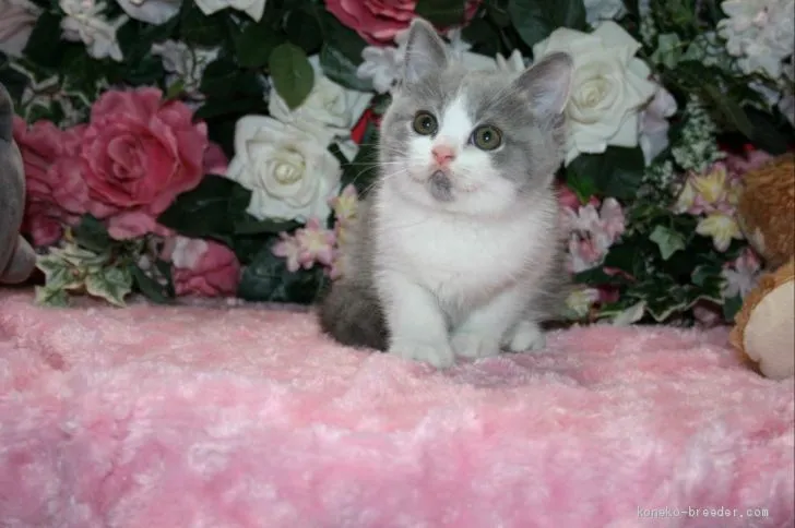 ID：2009-00350の子猫