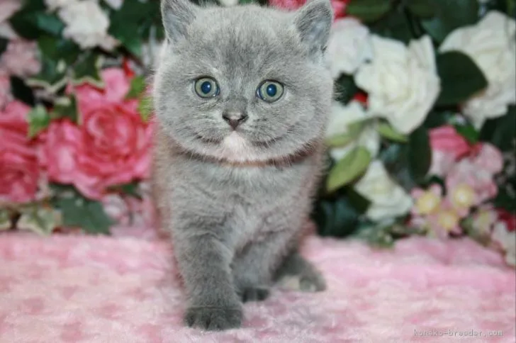 ID：1810-01627の子猫
