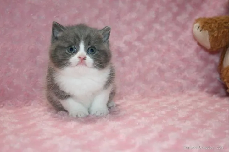 ID：2104-00315の子猫