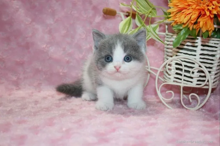 ID：2008-01672の子猫