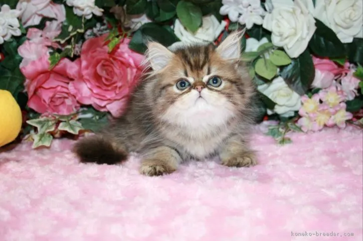 ID：1708-00099の子猫