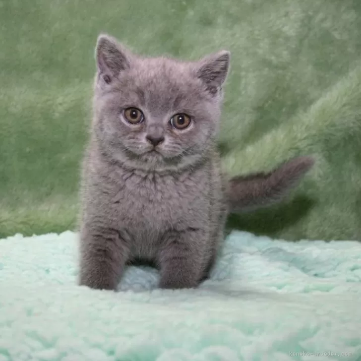 mi 様のお迎えした子猫