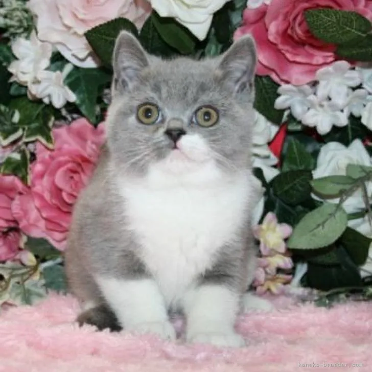 H.K 様のお迎えした子猫