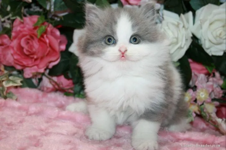 ID:1812-00330の子猫