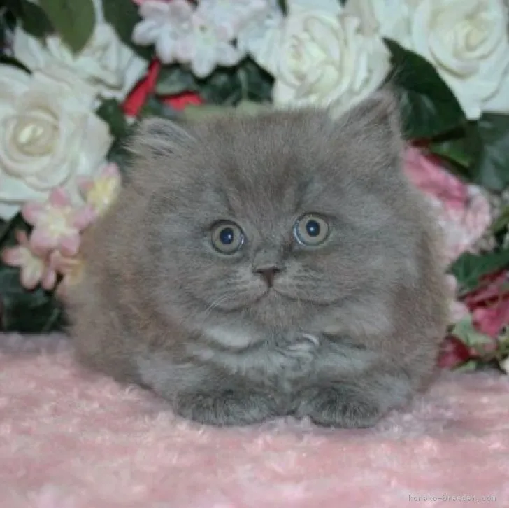 ID：2302-01735の子猫