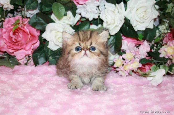 猫大好き 様のお迎えした子猫