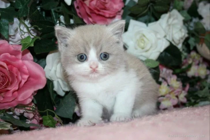 ID:2205-00543の子猫