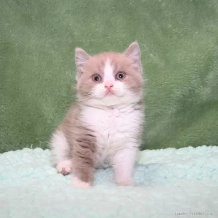 ID：2405-01189の子猫