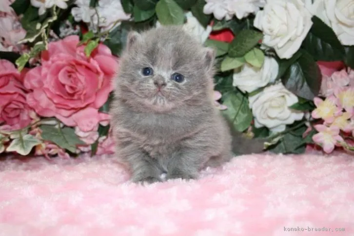 ポン 様のお迎えした子猫