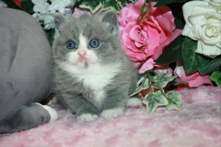 ID：1911-00498の子猫