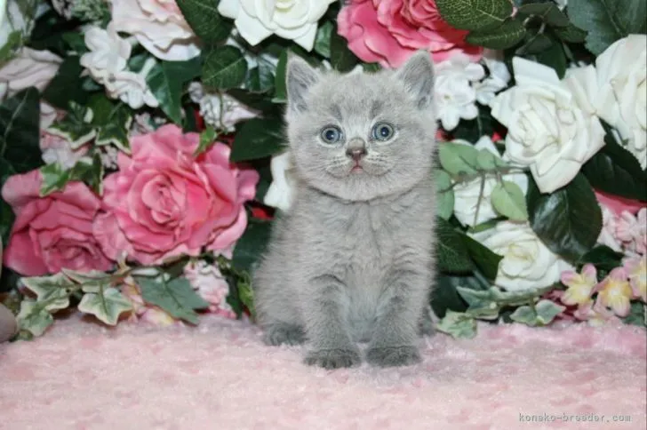 ID：2206-00233の子猫
