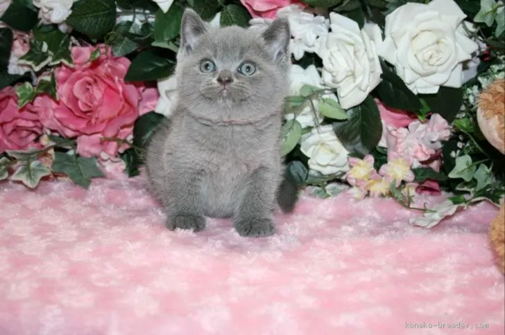 ID：2006-00944の子猫