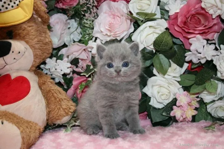 ID：1605-00833の子猫