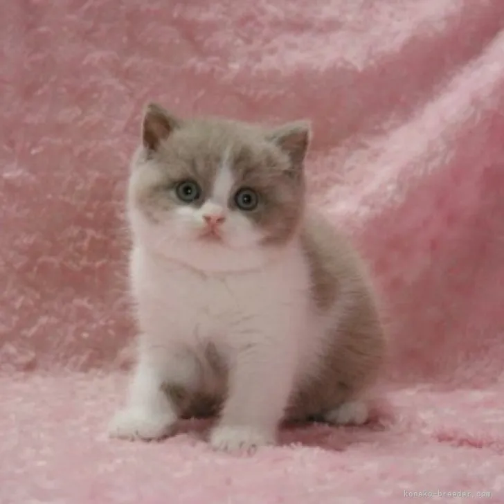 ID：2306-02719の子猫