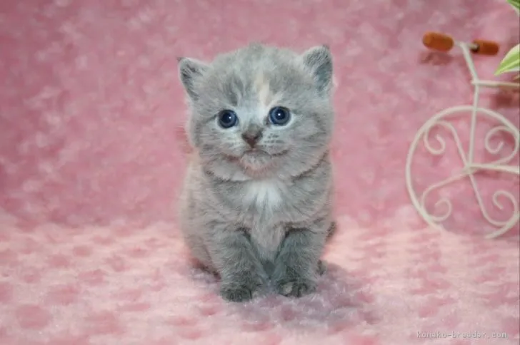 ID：1712-00194の子猫