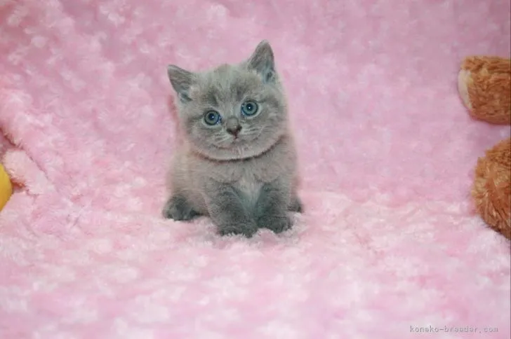 ID：2108-00440の子猫