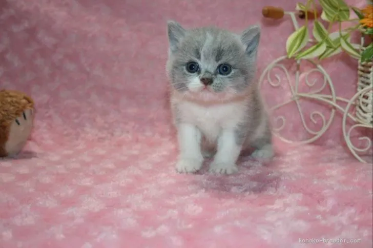 ID：2009-00152の子猫