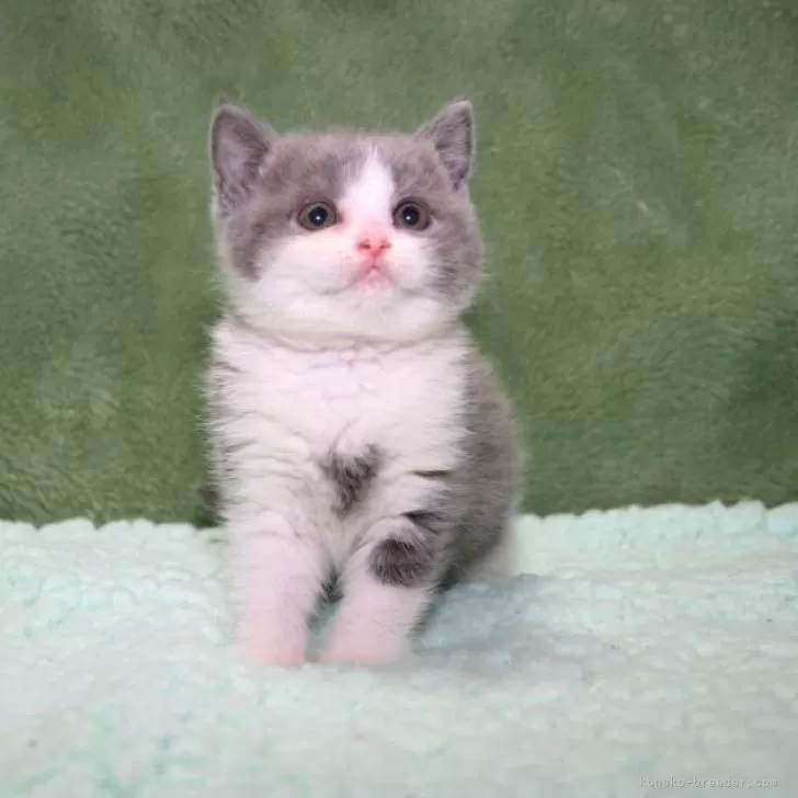 S・K 様のお迎えした子猫