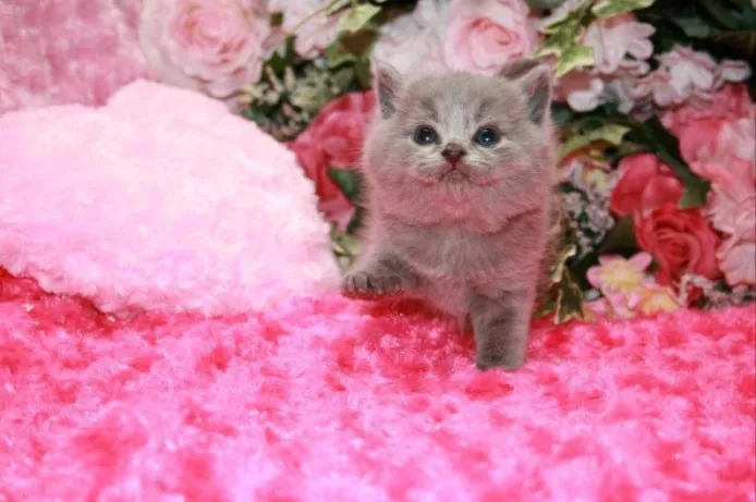 ID:1404-00080の子猫