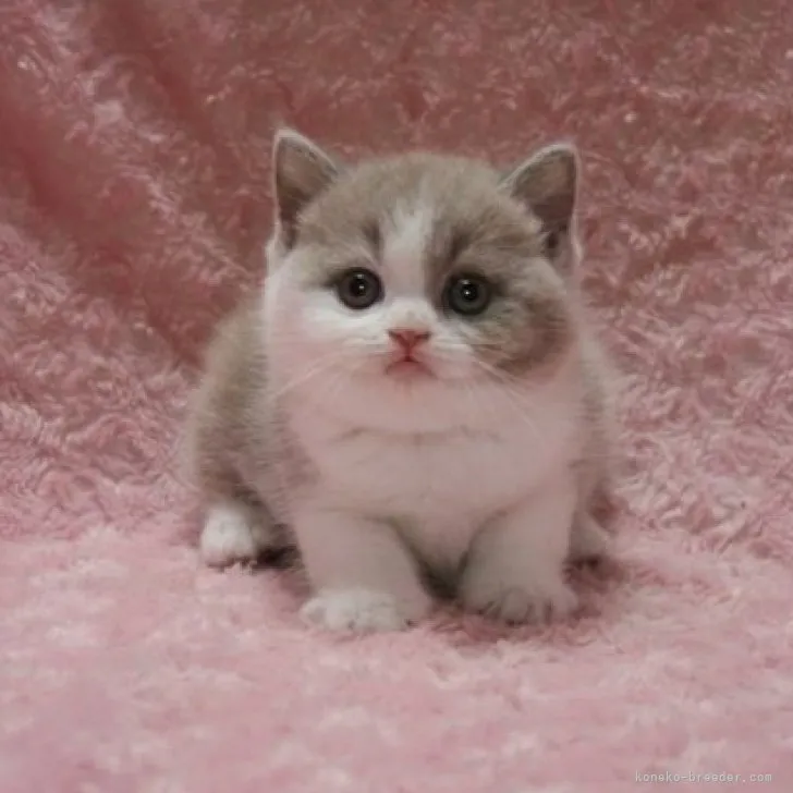 ID：2306-03656の子猫